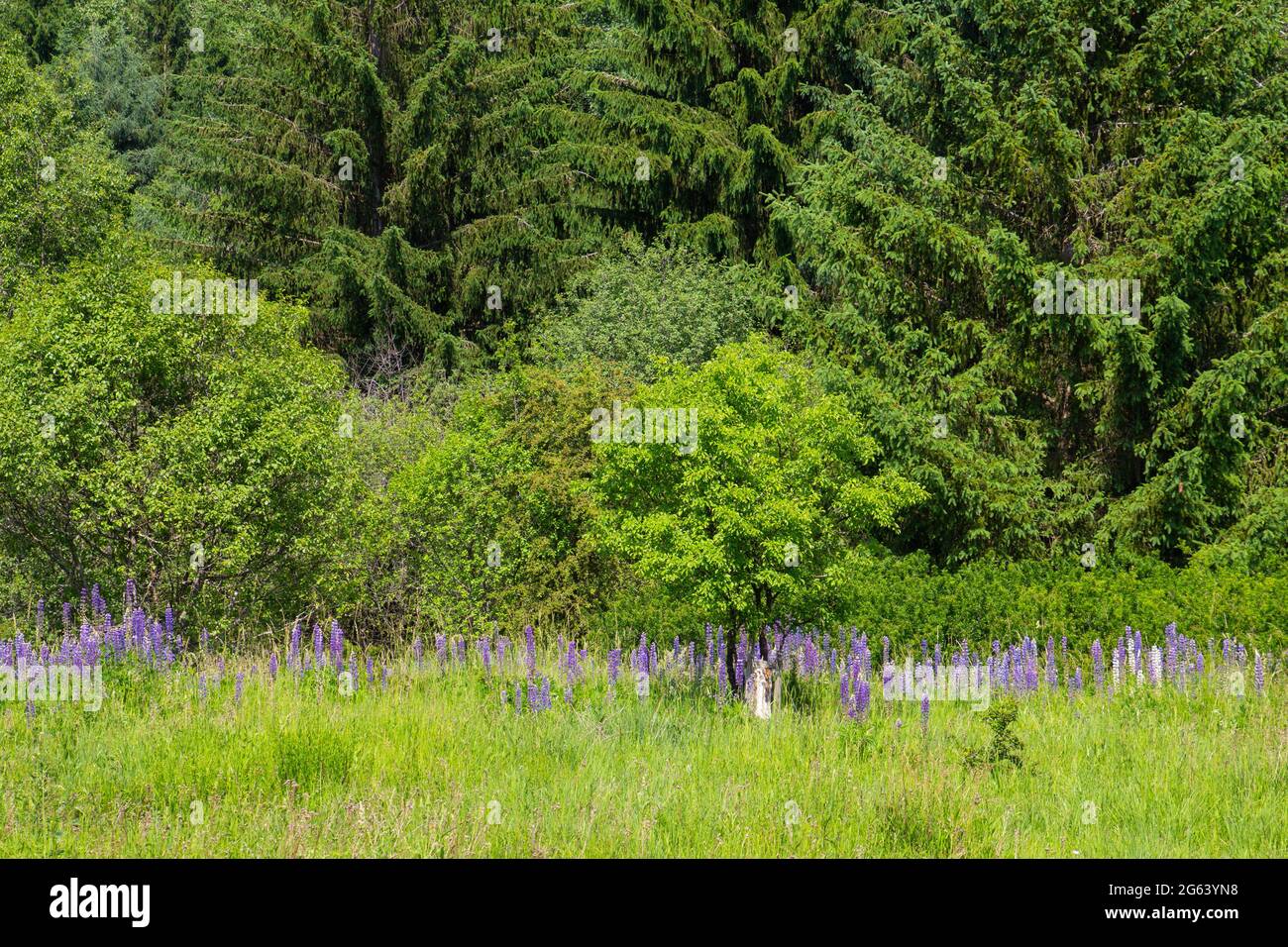Lupini selvatici che crescono in una foresta di compensazione Foto Stock