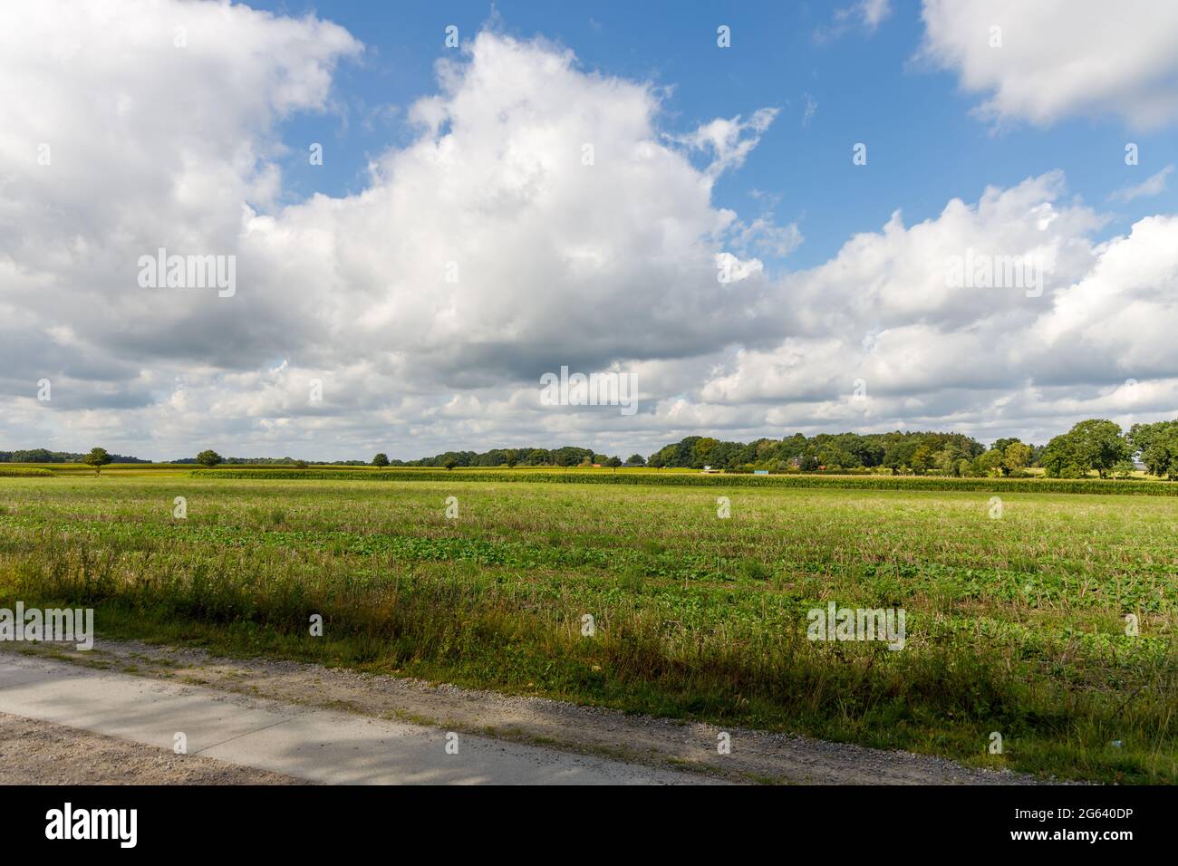 Lüneburger Heide Foto Stock