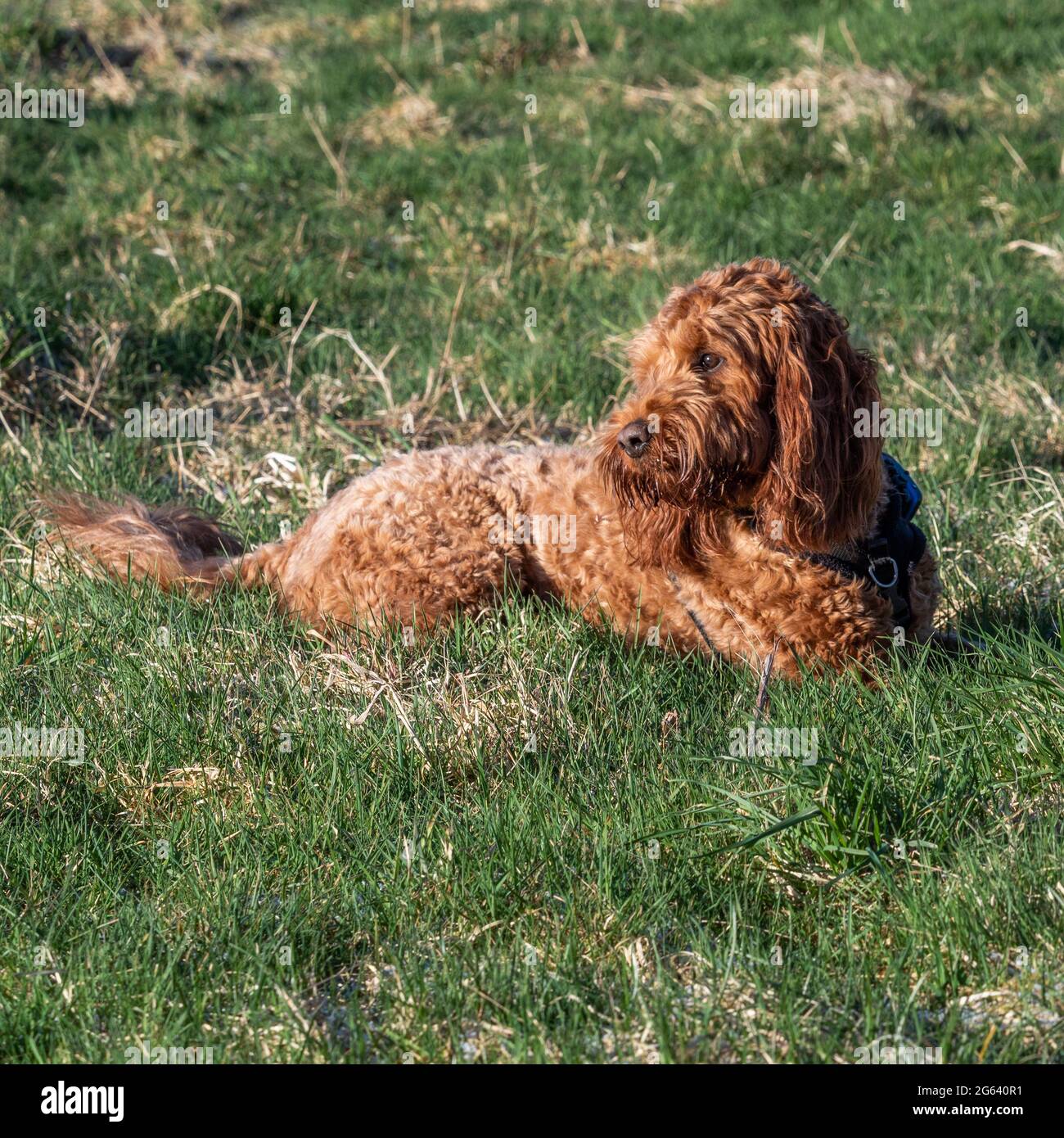 Un Cockapoo Rosso che giace sull'erba al sole ma rimane molto attento Foto Stock