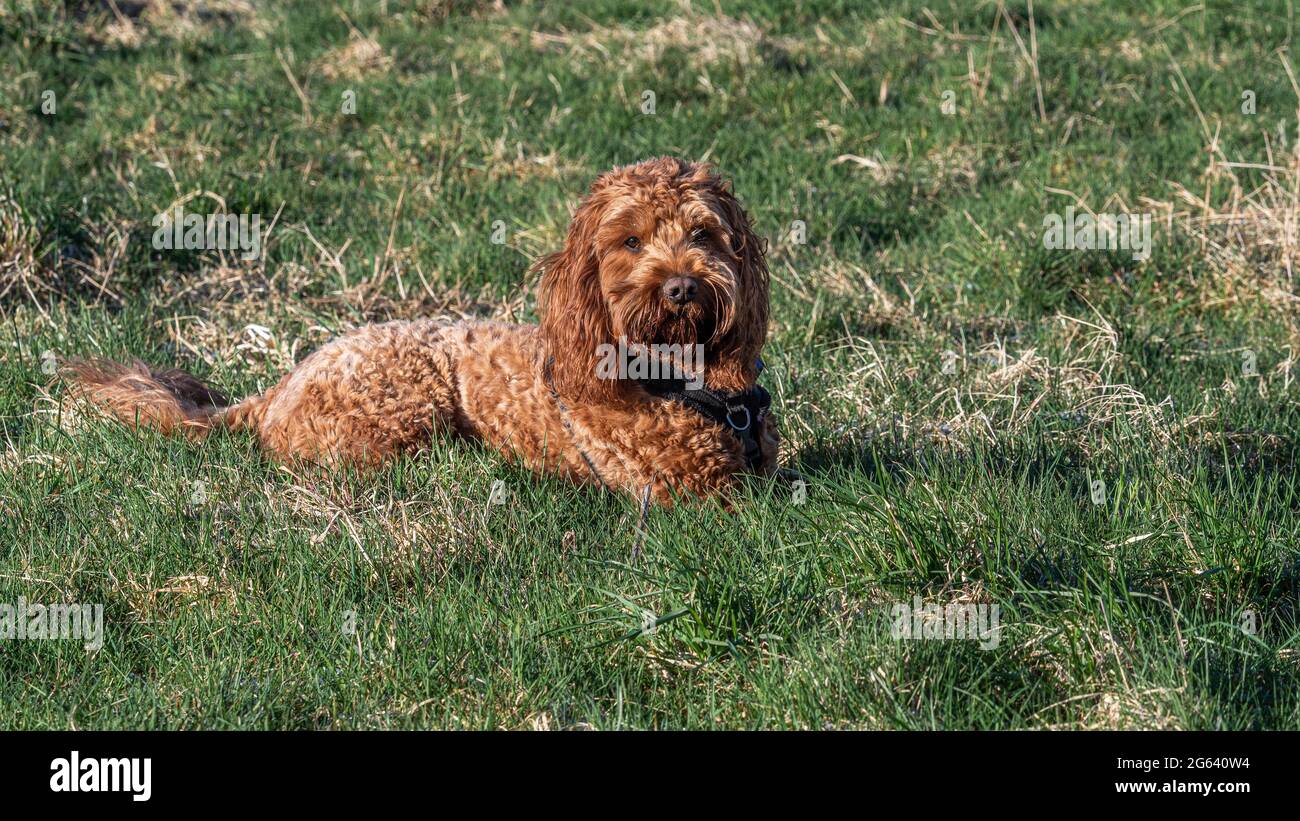 Red Cockapoo sdraiato sull'erba al sole guardando attentamente il suo proprietario Foto Stock