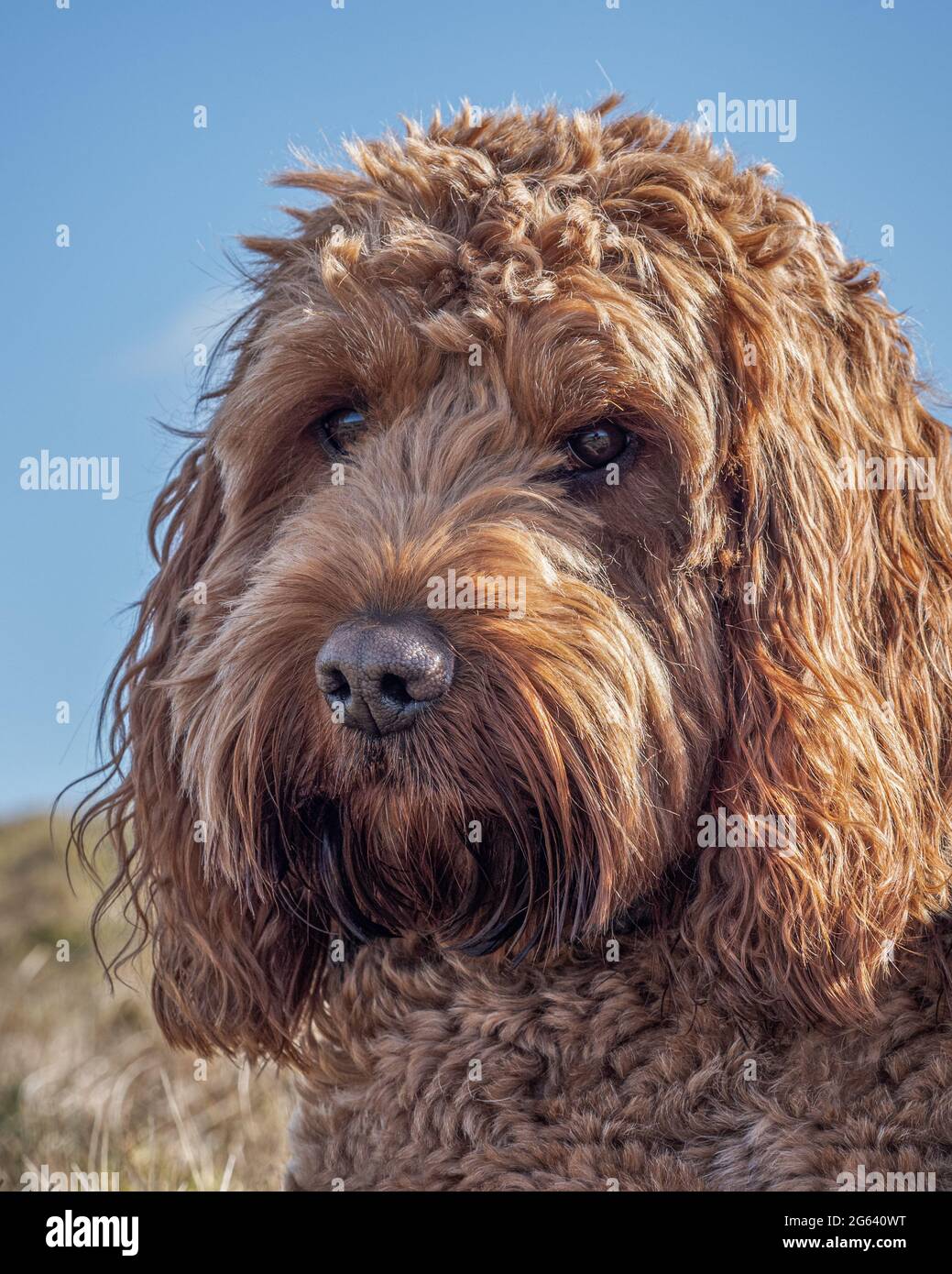 Un colpo di testa del mio cockapoo rosso preso durante una passeggiata in montagna vicino alla nostra casa Foto Stock