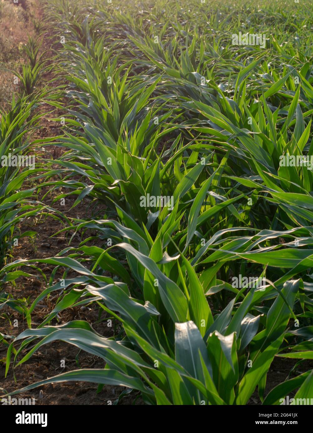 Luce solare che brilla attraverso foglie di mais verde (Zea mays). Campo agricolo di mais, vista dal basso. Foto Stock