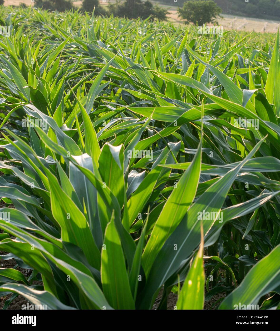Luce solare che brilla attraverso foglie di mais verde (Zea mays). Campo agricolo di mais, vista dal basso. Foto Stock