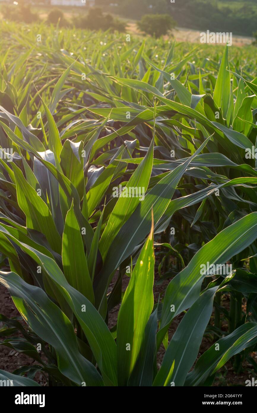 Luce solare che brilla attraverso foglie di mais verde (Zea mays). Campo agricolo di mais, vista dal basso. Foto Stock