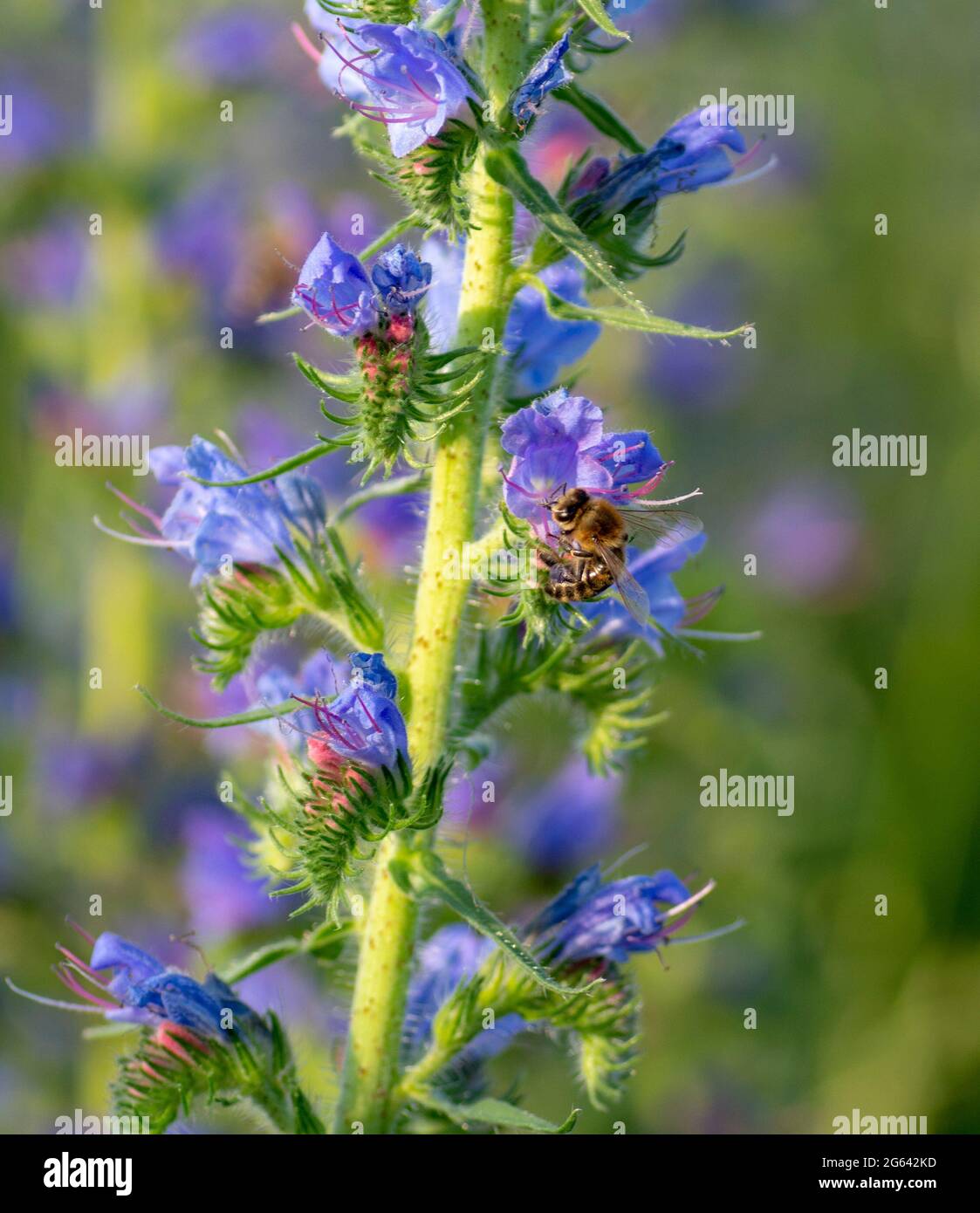 Viper's-bugloss viola (Echium plantagineum) fiorente in estate. Fioritura della maledizione di Paterson. Foto Stock