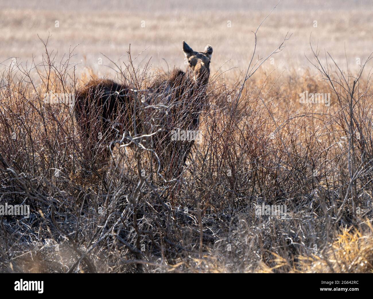 Wild Moose Saskatchewan femmina in scena Prairie Foto Stock Wild Moose Saskatchewan femmina in scena Prairie Foto Stock