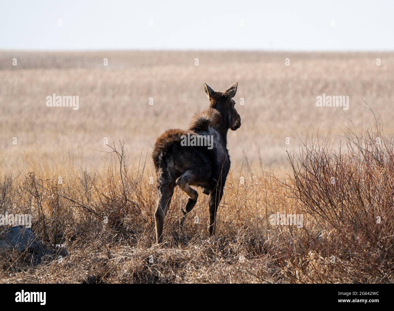 Wild Moose Saskatchewan femmina in scena Prairie Foto Stock Wild Moose Saskatchewan femmina in scena Prairie Foto Stock