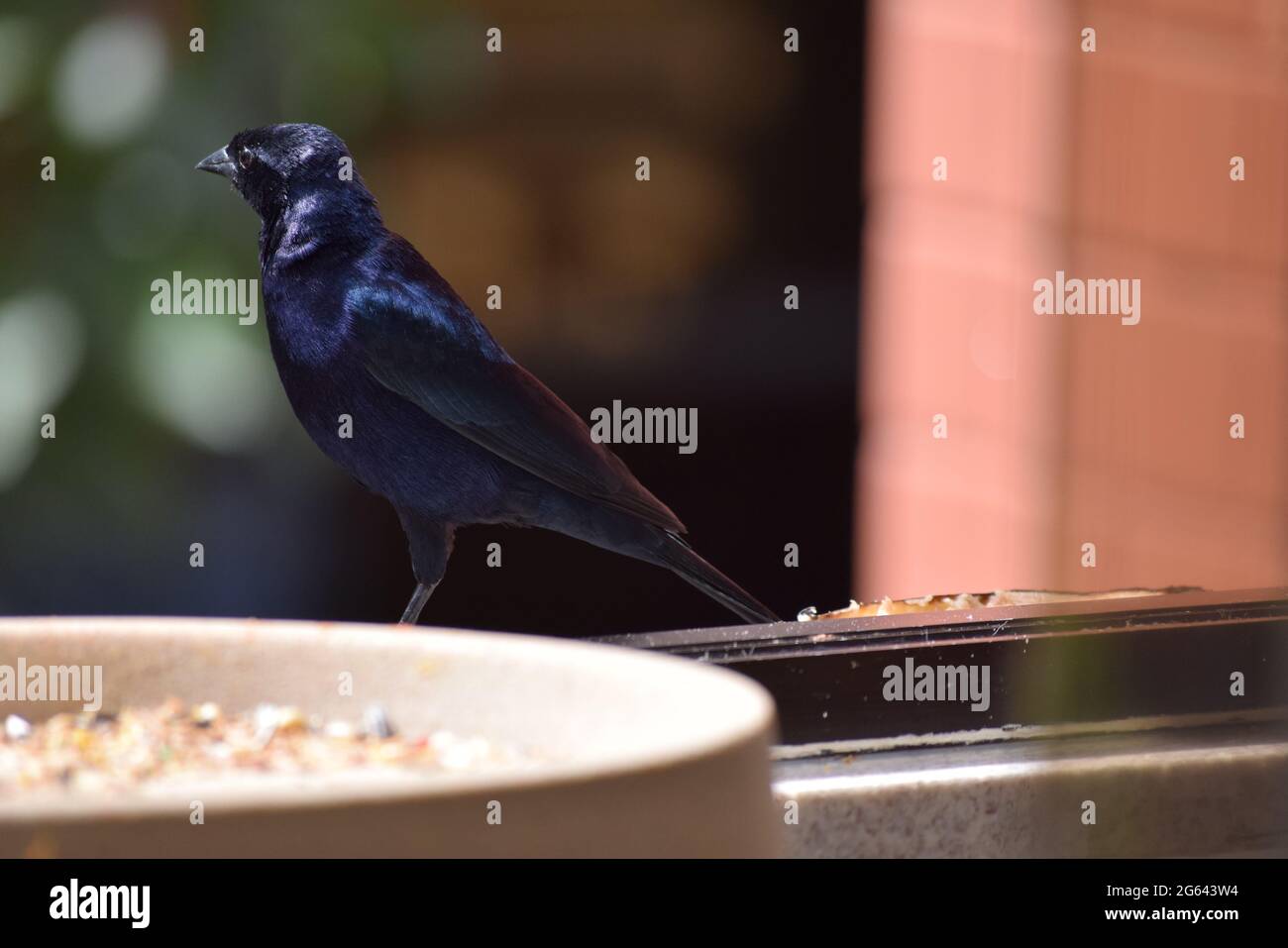 aves do Cerrad Foto Stock