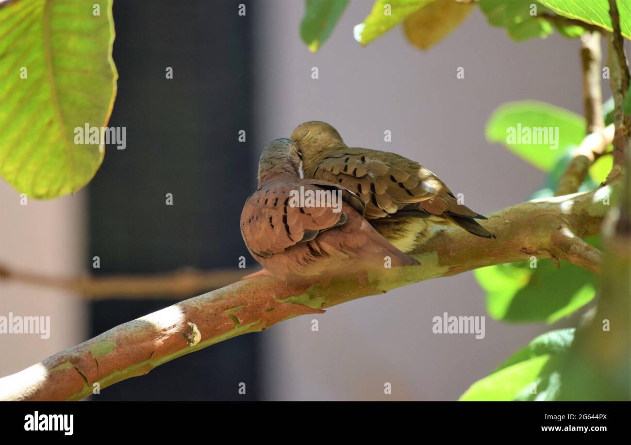 aves do Cerrad Foto Stock