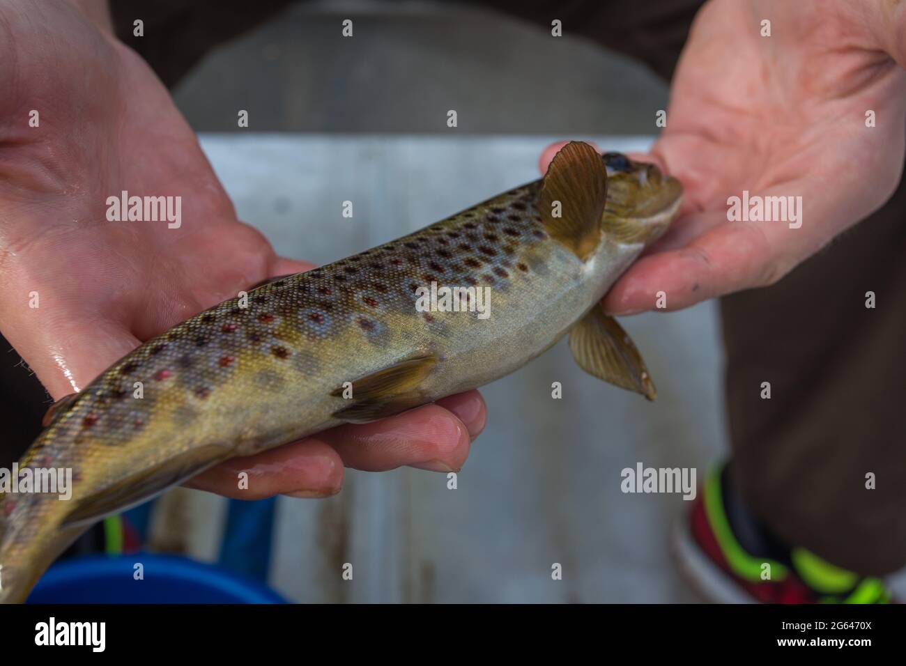 Trota bruna (Salmo trutta Fario) nelle mani di un pescatore Foto Stock