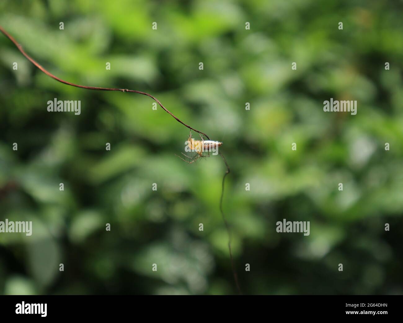 Primo piano di un ragno marrone misto giallo bianco su una vite morta Foto Stock