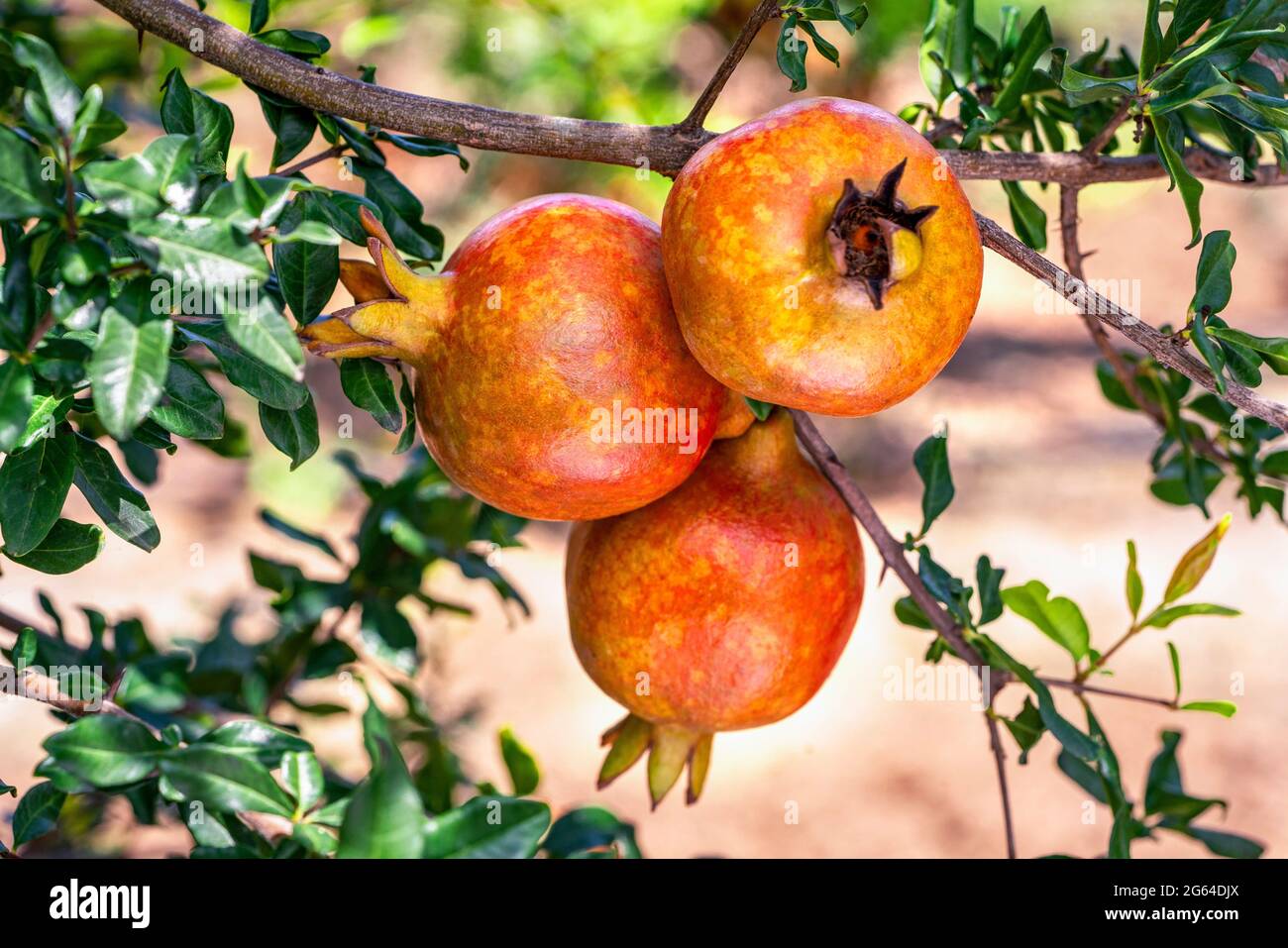 Primo piano che mostra un mazzo di tre frutti maturi di Pomegranate, Punica granatum che cresce con foglie verdi su un ramo in giardino orticolo. Foto Stock