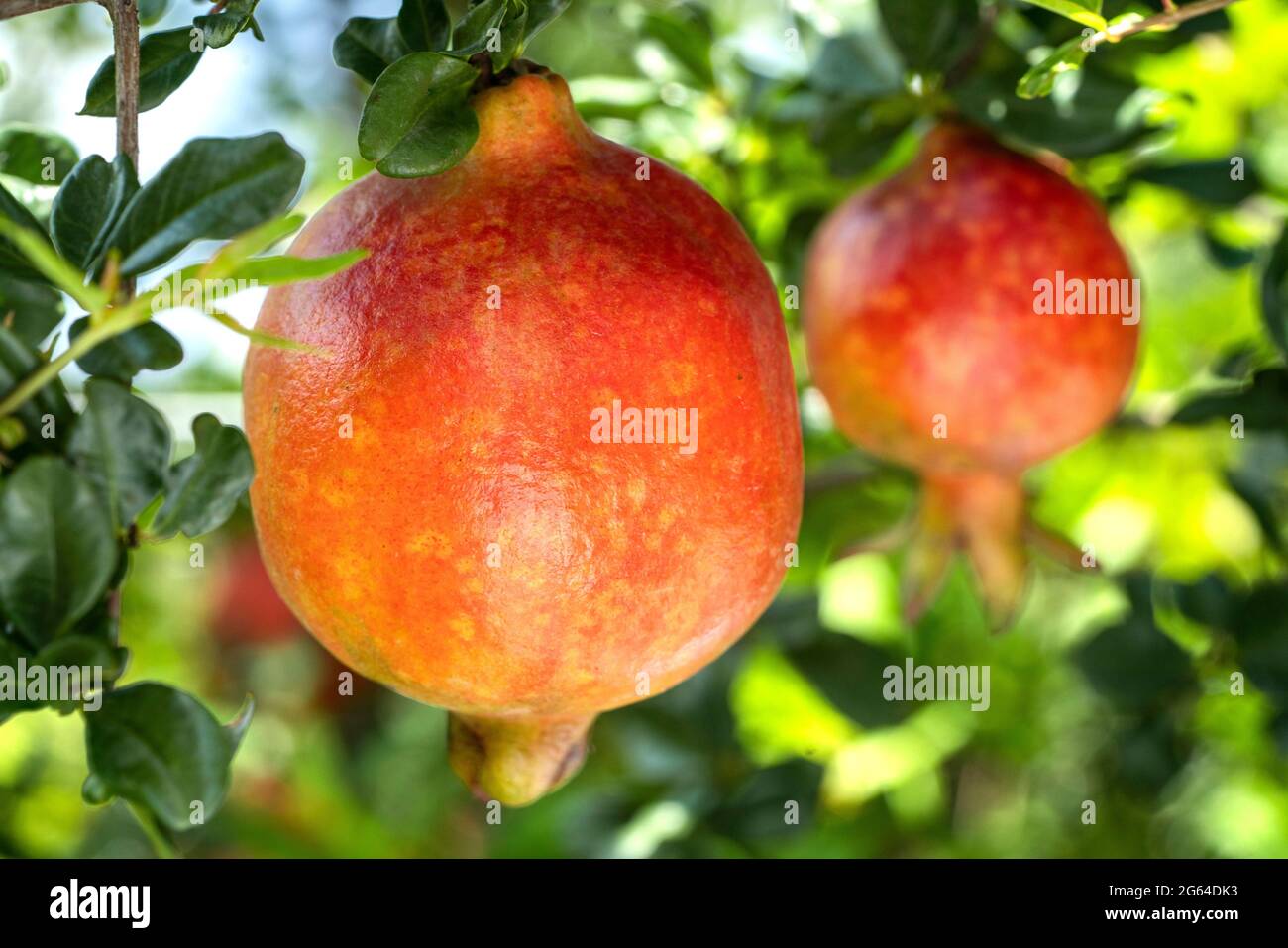 Primo piano con la coppia di frutti rossi di melograno, Punica granatum appeso al ramo in un giardino. Foto Stock