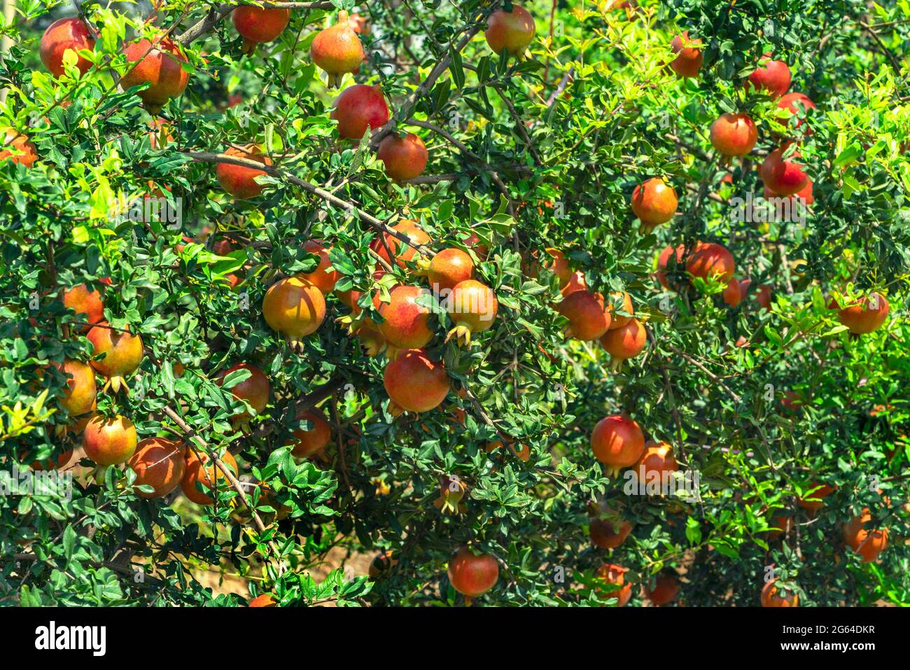 Mazzi di frutta Pomegranate, Punica granatum appeso, coltivando su rami in giardino orticolo. Foto Stock