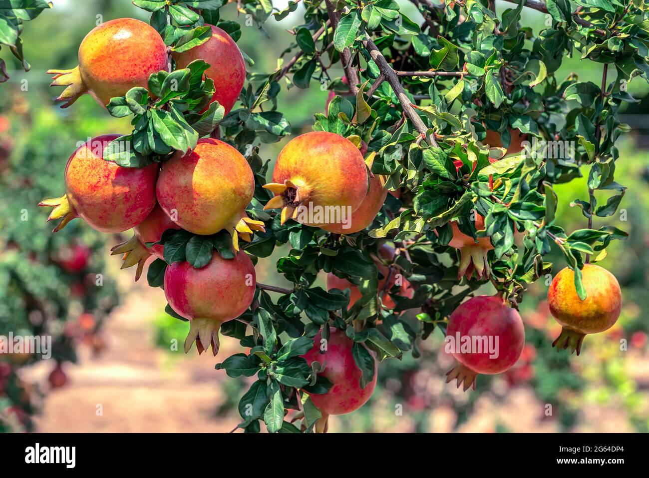 Mazzi di frutti rossi di Pomegranate, Punica granatum appeso, in crescita con foglie verdi su rami in giardino orticolo. Foto Stock