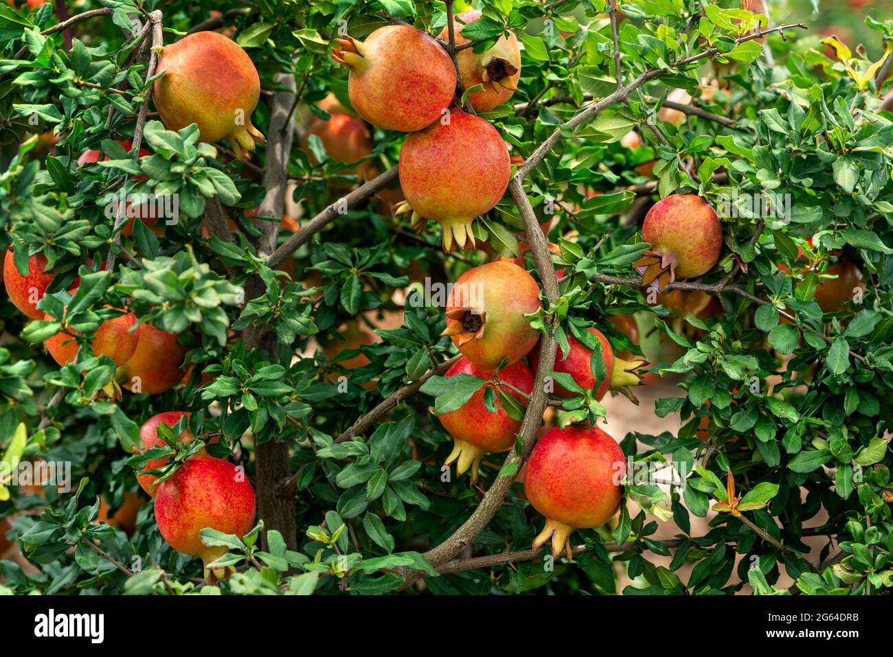 Mazzi di frutti rossi di Pomegranate, Punica granatum appeso, coltivando con foglie verdi su rami in giardino orticolo. Foto Stock