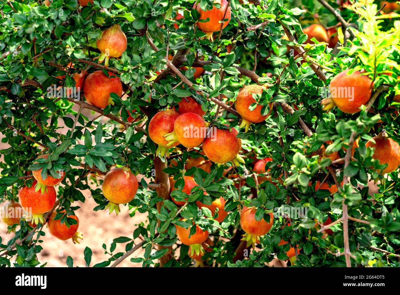 Mazzi di frutti rossi di Pomegranate, Punica granatum appeso, in crescita su rami in giardino florovivaistico . Foto Stock