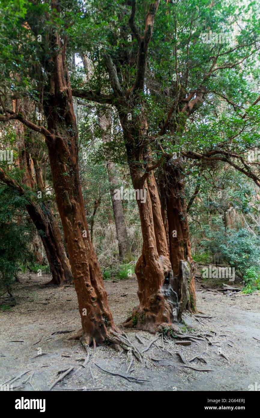 Vista di una foresta di alberi arraiani (Luma apiculata - Myrtle cileno) vicino a Bariloche, Argentina Foto Stock