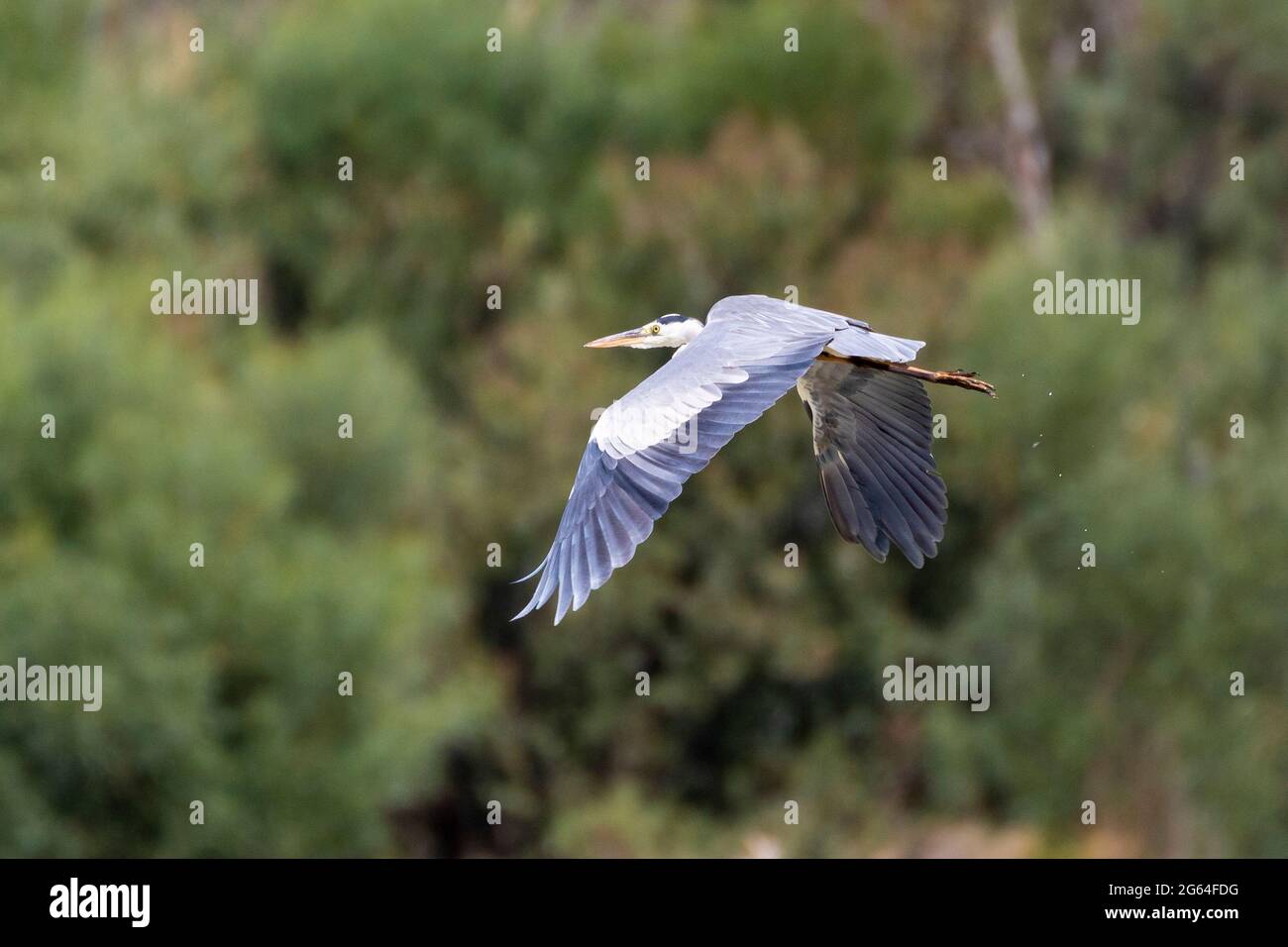 Grey Heron (Ardea cinerea) flying trailing water goccioline, Capo Occidentale, Sud Africa Foto Stock