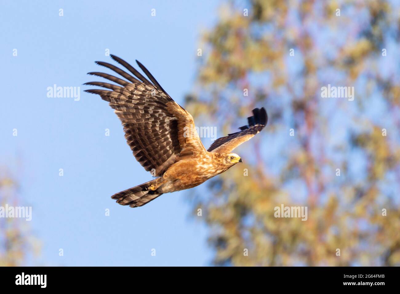 Harrier-Hawk africano immaturo (Polyboroides typus) in volo, Robertson, Capo Occidentale, Sud Africa. Questo uccello ha ginocchia a doppia articolazione per aiutare in c Foto Stock