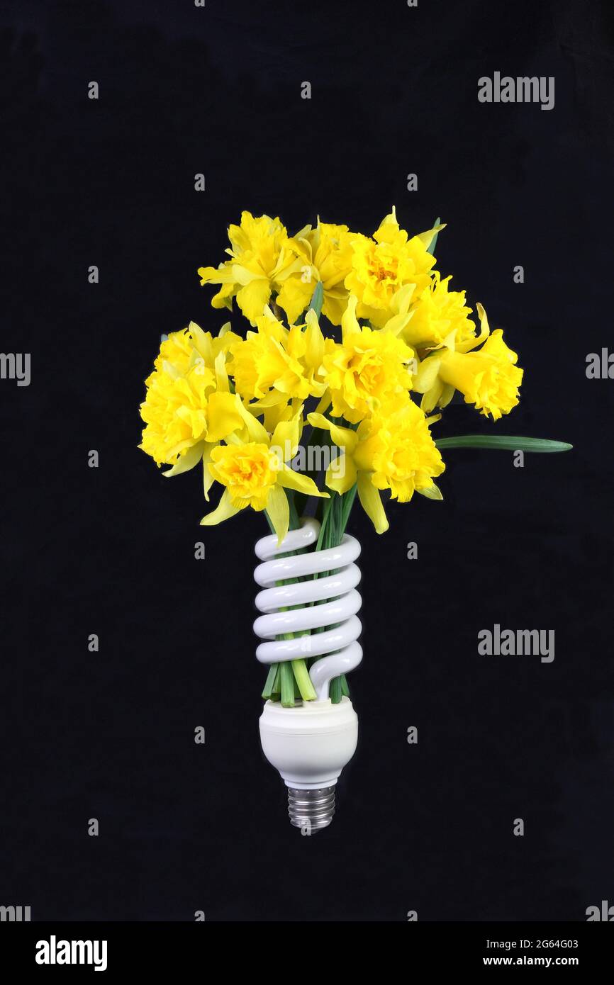 Eco bulbo spirale riempito di narcisi concettuale del ciclo energetico con la lampadina che rilascia carbonio che viene poi ripreso da piante in crescita. Foto Stock