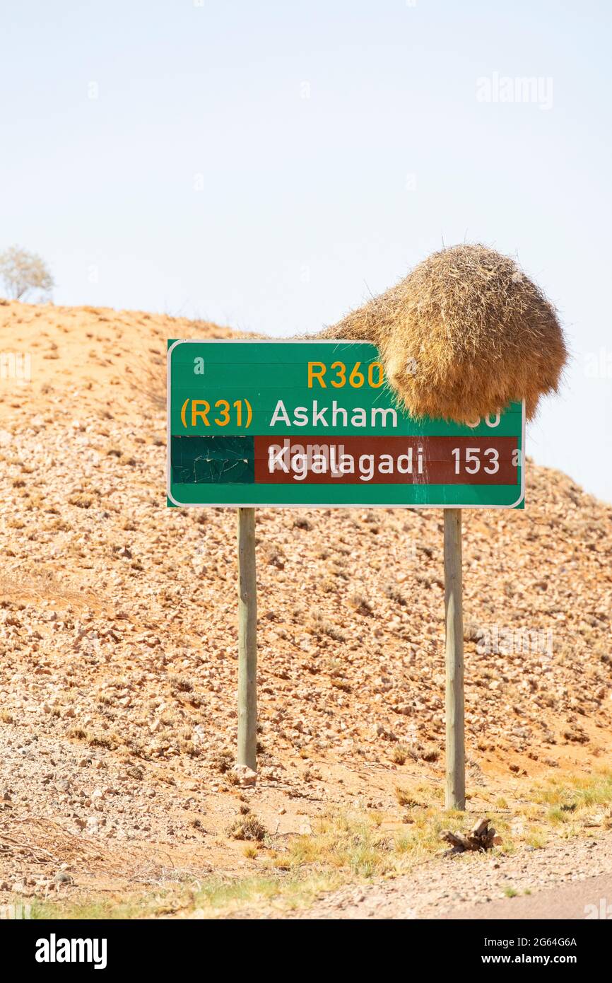 Grande nido comunale del socievole Weaver (Philetairus socius) sul cartello per il Kgalagadi e Askham, Kalahari, Capo del Nord, Sud Africa Foto Stock