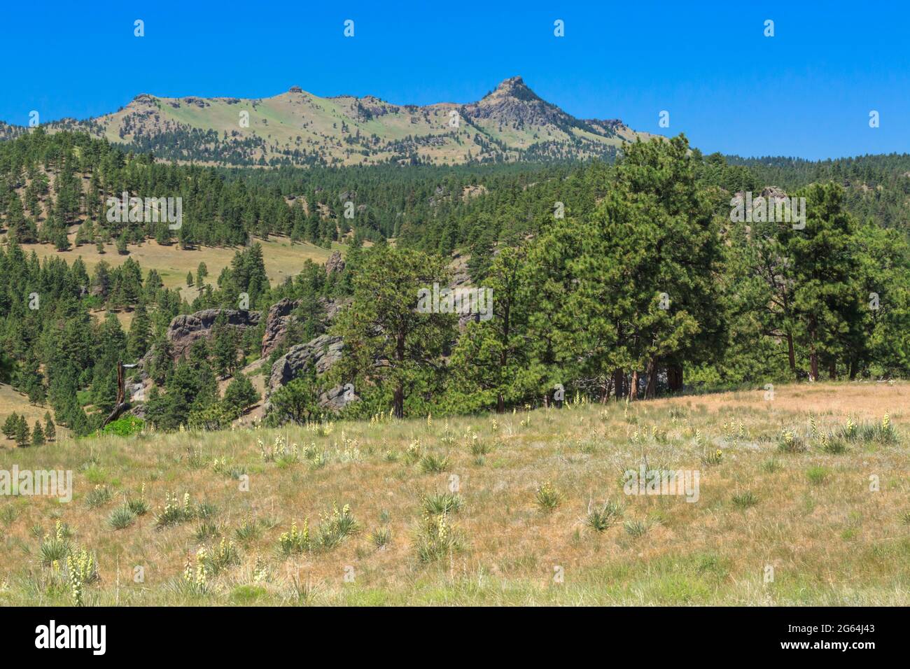 yucca fiorisce in un prato sotto il monte coburn vicino a craig, montana Foto Stock