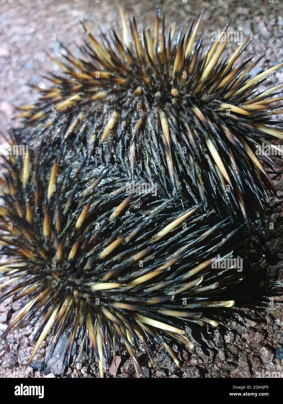 Ritratto di nascondersi Echidna (Tachiglossus aculeatus) con Spikes Litchfield National Park, territorio del Nord, Australia. Foto Stock