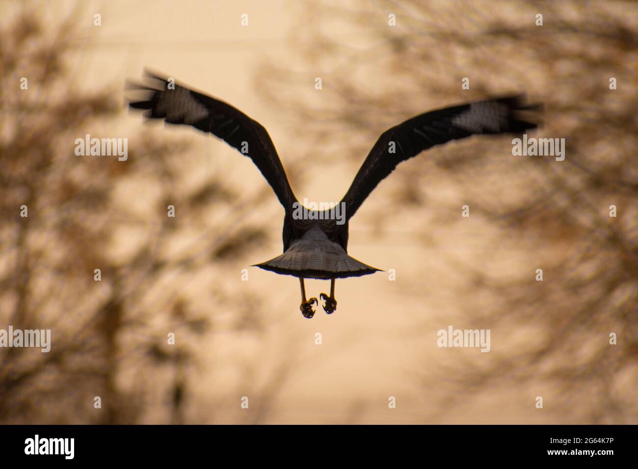 Carancho in volo – Carancho Caracara plancus a braccia estese a Buenos Aires, Argentina Foto Stock