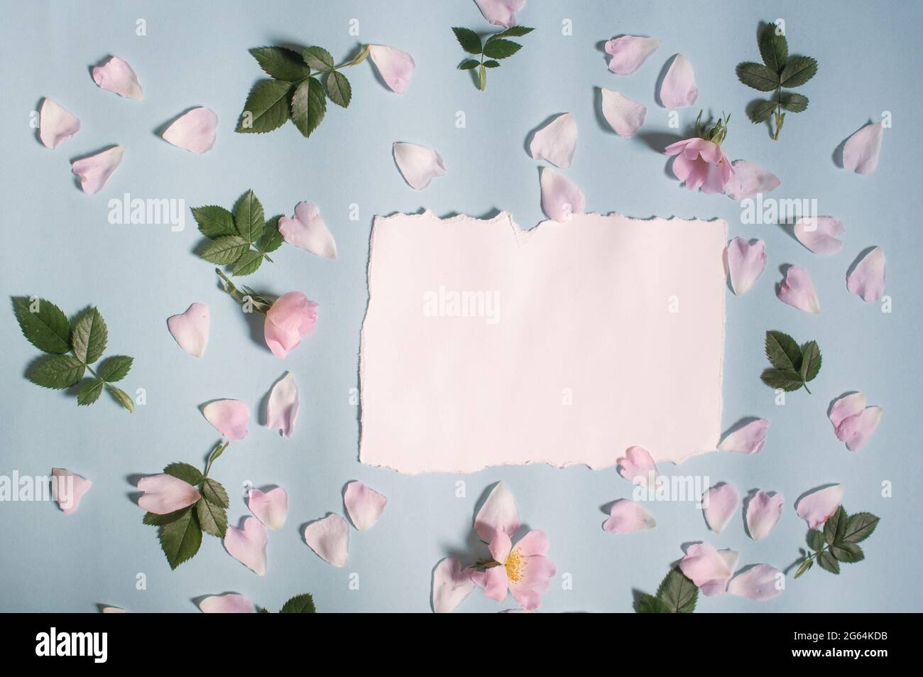 carta bianca, boccioli rosa fiori e petali di rosa, foglie verdi sono disposti su uno sfondo blu Foto Stock