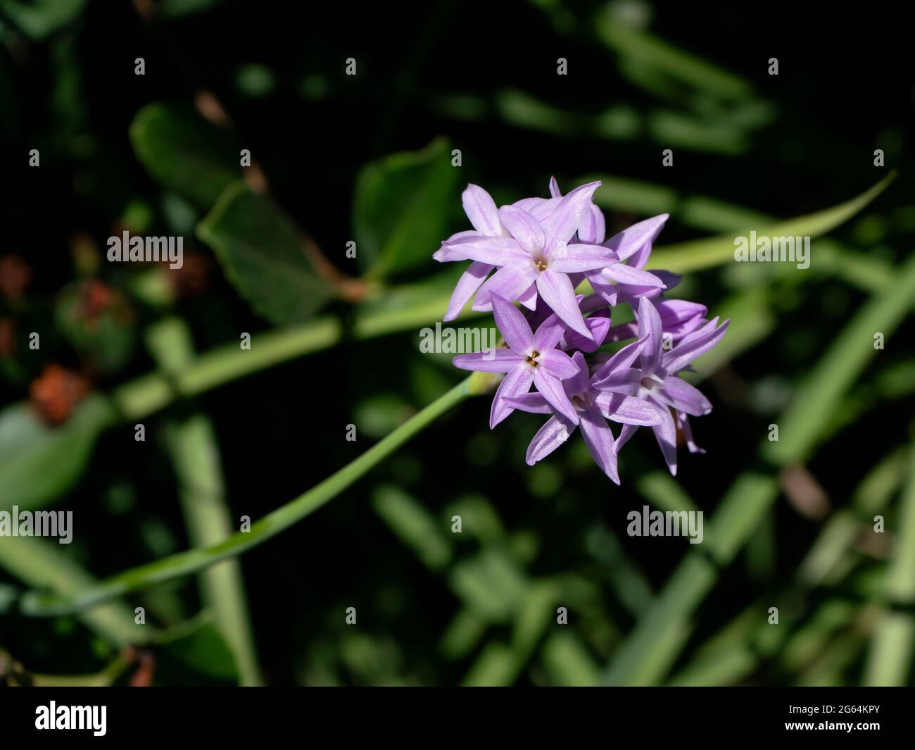 Lavanda Società Garlic Fiori e foglie in Giardino Foto Stock