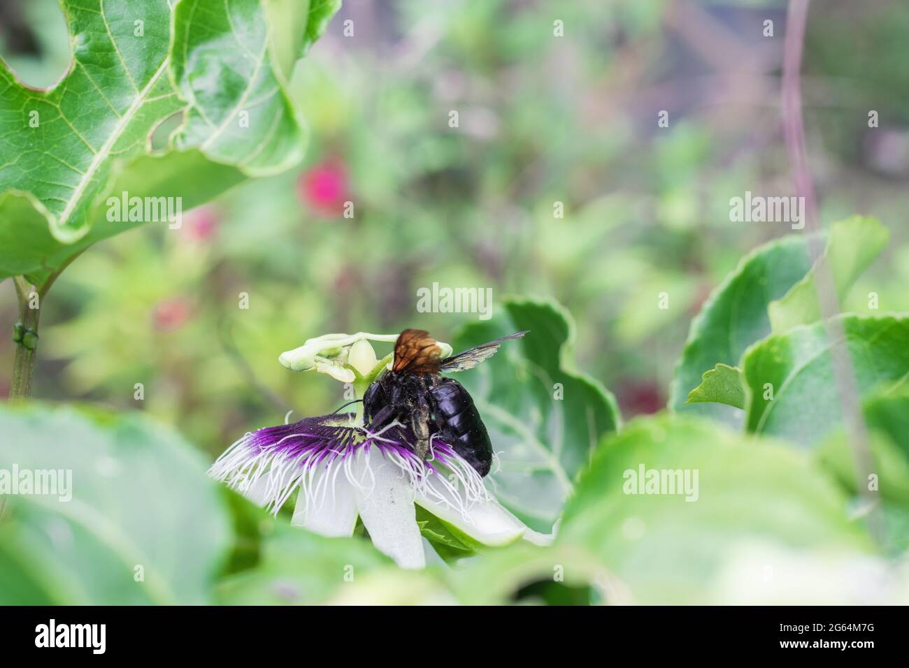 bumblebee nero impollinante, bombus atratus, pauloensis, manganga nero o paramo bumblebee (abejorro negro), impollinazione dei fiori nel culto dei frutti di passione Foto Stock