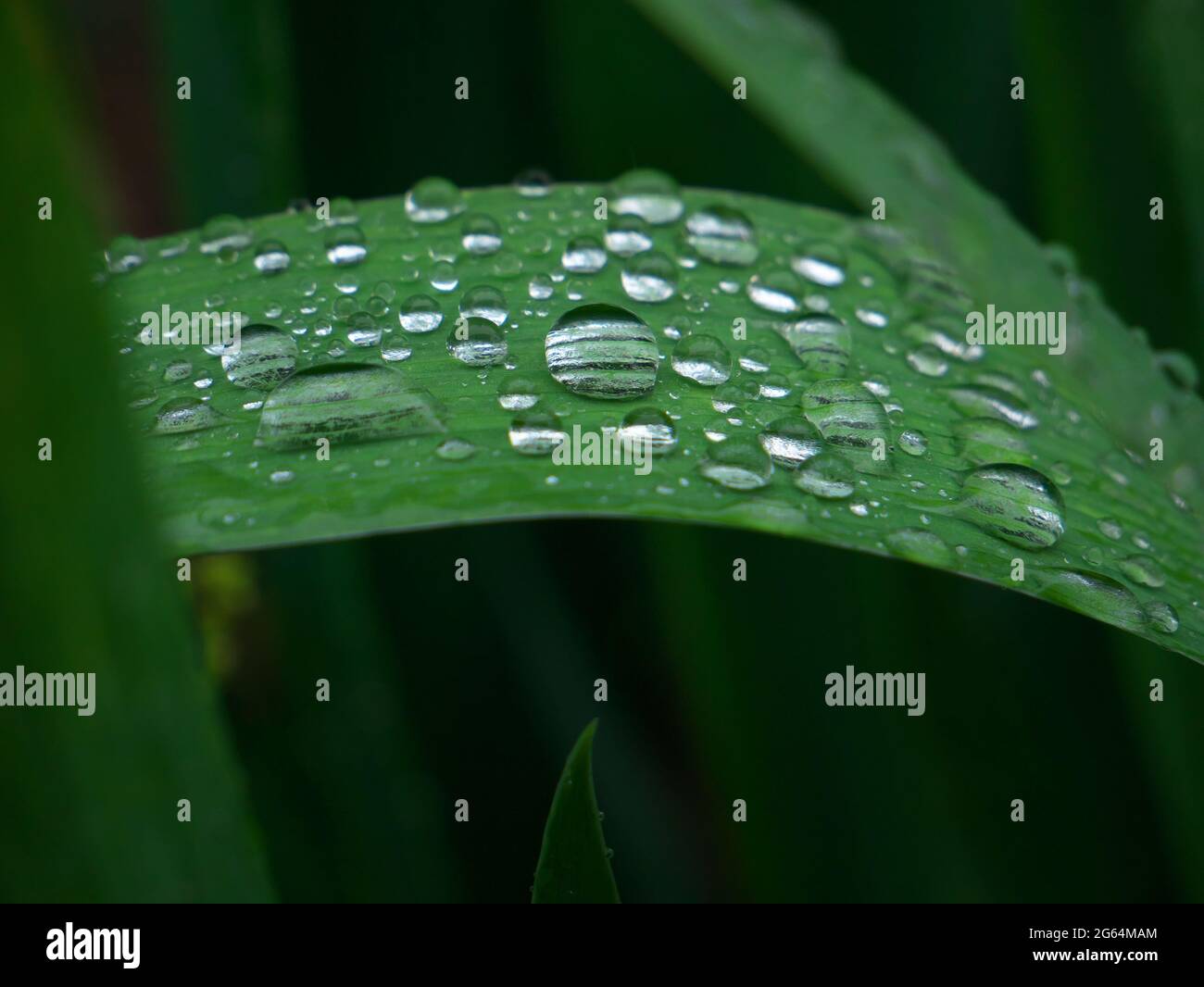 Un primo piano di una foglia verde con gocce di pioggia uno sfondo sfocato Foto Stock