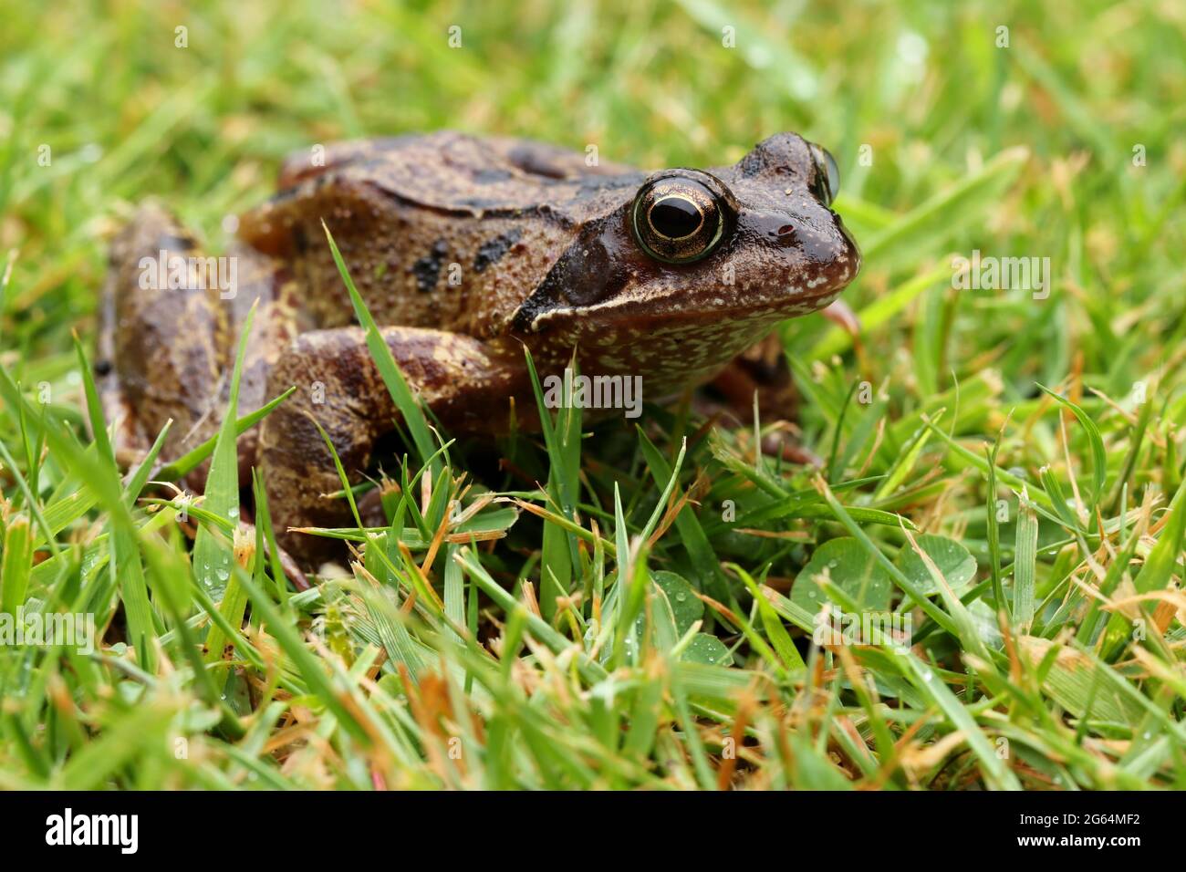 Un'immagine di una rana comune nel giardino Foto Stock