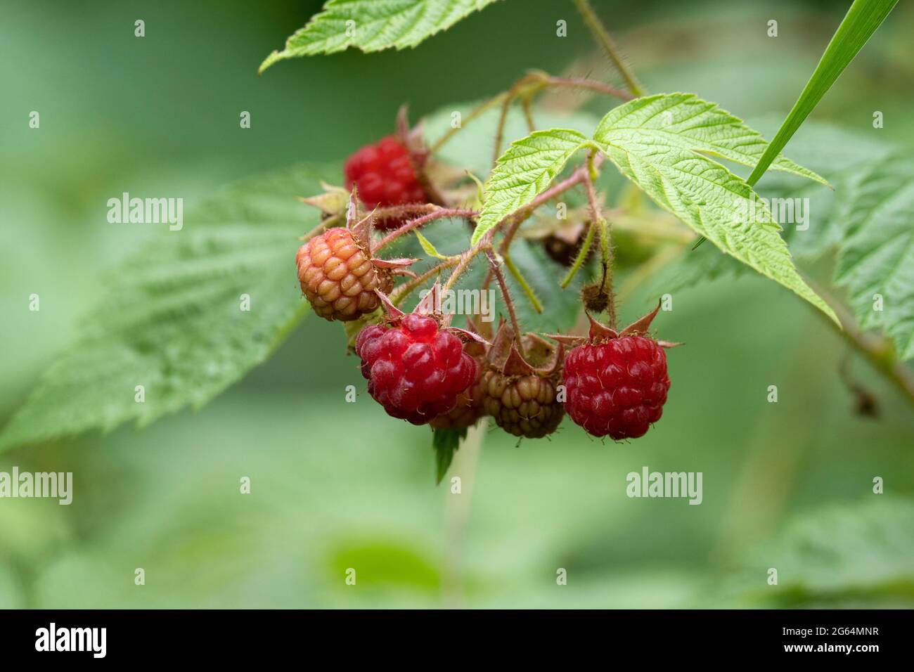 Lamponi neri selvatici (Rubus occidentalis) , Thimbleberries, lampone nero non maturato Foto Stock