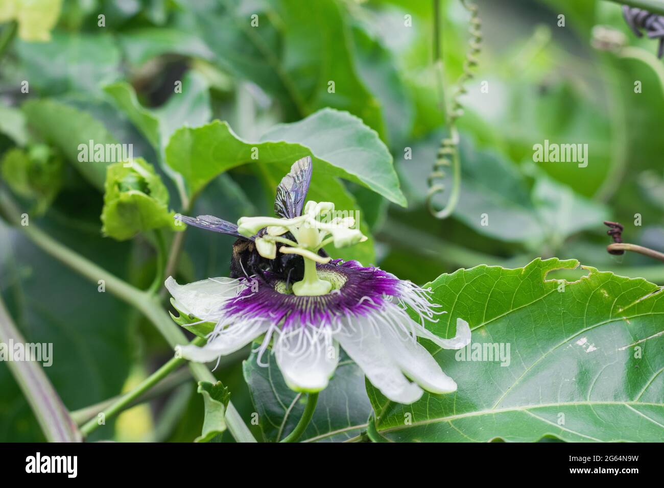 bumblebee nero impollinante, bombus atratus, pauloensis, manganga nero o paramo bumblebee (abejorro negro), impollinazione dei fiori nel culto dei frutti di passione Foto Stock