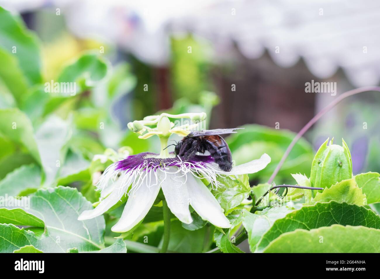 bombus atratus, pauloensis, manganga nera o paramo bumblebee (abejorro negro), impollinazione dei fiori nella coltivazione della passione. Vive principalmente in Sout Foto Stock