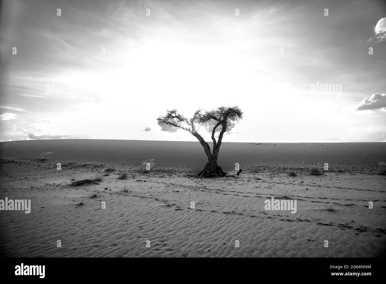 Un albero nel mezzo del deserto. Il deserto di Kalahari è una grande savana di sabbia semi-arida nell'Africa del Sud che si estende per 900,000 chilometri quadrati, coprendo gran parte del Botswana, e parti della Namibia e del Sudafrica. Foto Stock