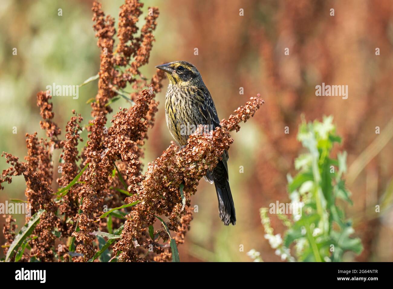 Giovane femmina Blackbird alato rosso (Agelaius phoeniceus) appollaiato su Curly Dock (Rumex crrispus) pianta Foto Stock