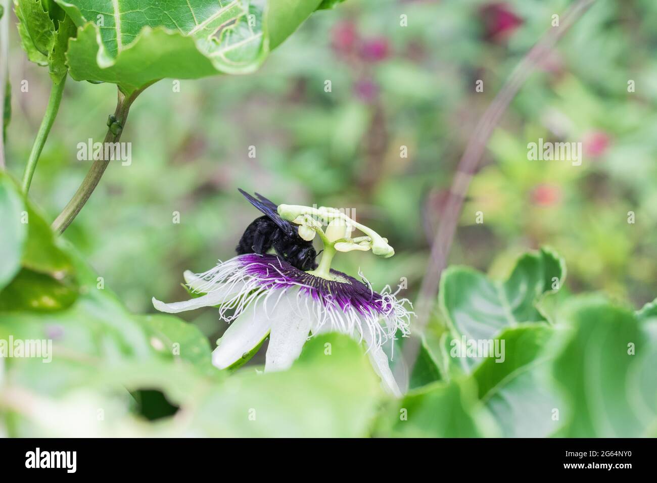 bombus atratus, pauloensis, manganga nera o paramo bumblebee (abejorro negro), impollinazione dei fiori nella coltivazione della passione. Vive principalmente in Sout Foto Stock