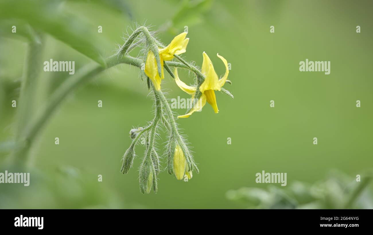 Fiori e boccioli di pomodoro giallo, coltivando verdure nel giardino della cucina Foto Stock