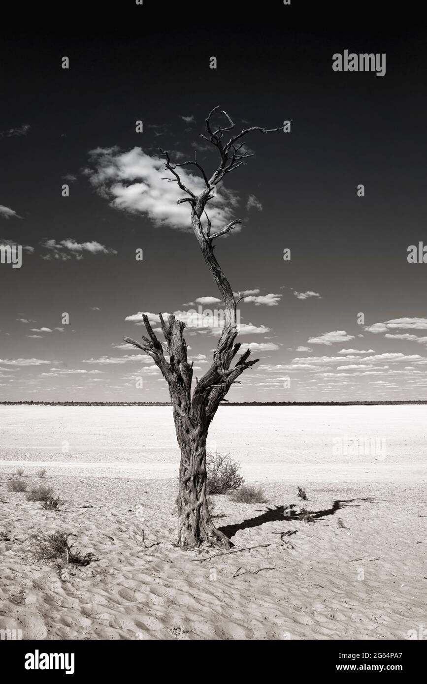 Un albero nel mezzo del deserto. Il deserto di Kalahari è una grande savana di sabbia semi-arida nell'Africa del Sud che si estende per 900,000 chilometri quadrati, coprendo gran parte del Botswana, e parti della Namibia e del Sudafrica. Foto Stock