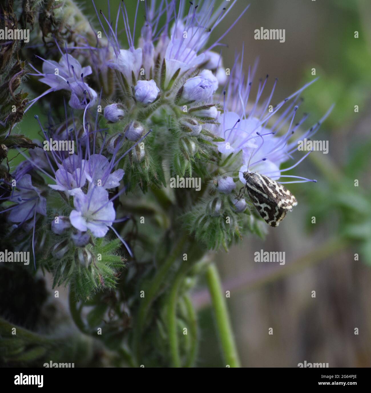 Uno zolfo macchiato su Phacelia Foto Stock