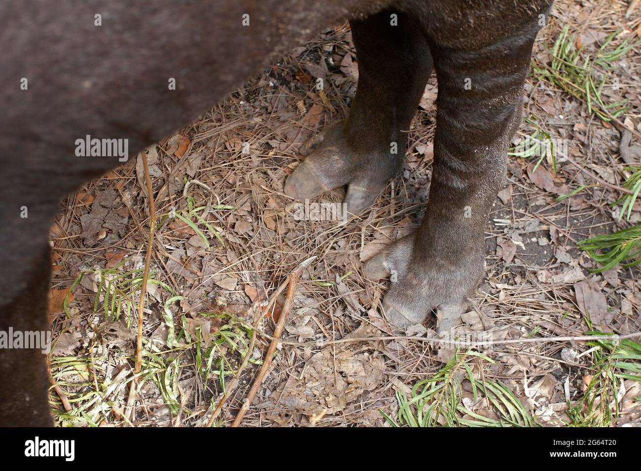 Le zampe posteriori di Baird il tapiro, Tapirus bairdii. Foto Stock