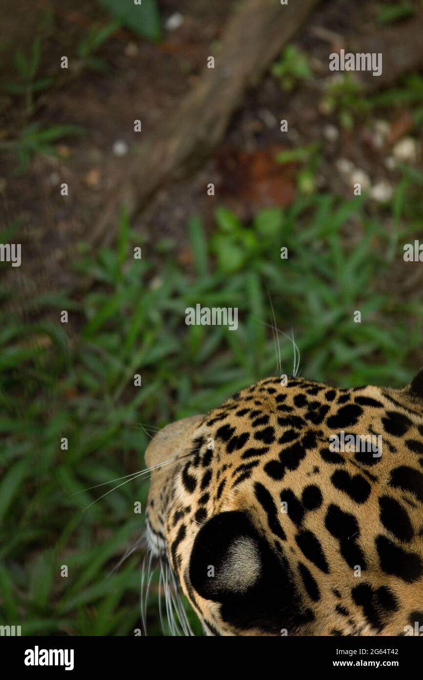 Una vista astratta di una Jaguar, Panthera onca. Foto Stock