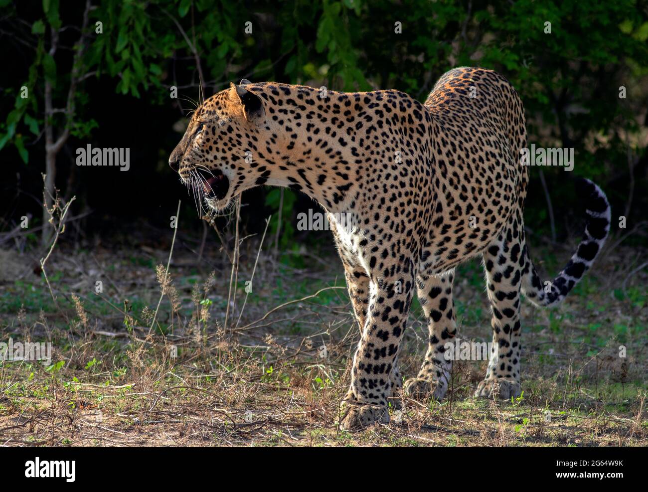 Leopardo; leopardo; sole sul viso leopardo; sole sul leopardo; leopardo al sole; leopardo al sole; spot leopardo; motivo spot leopardo Foto Stock