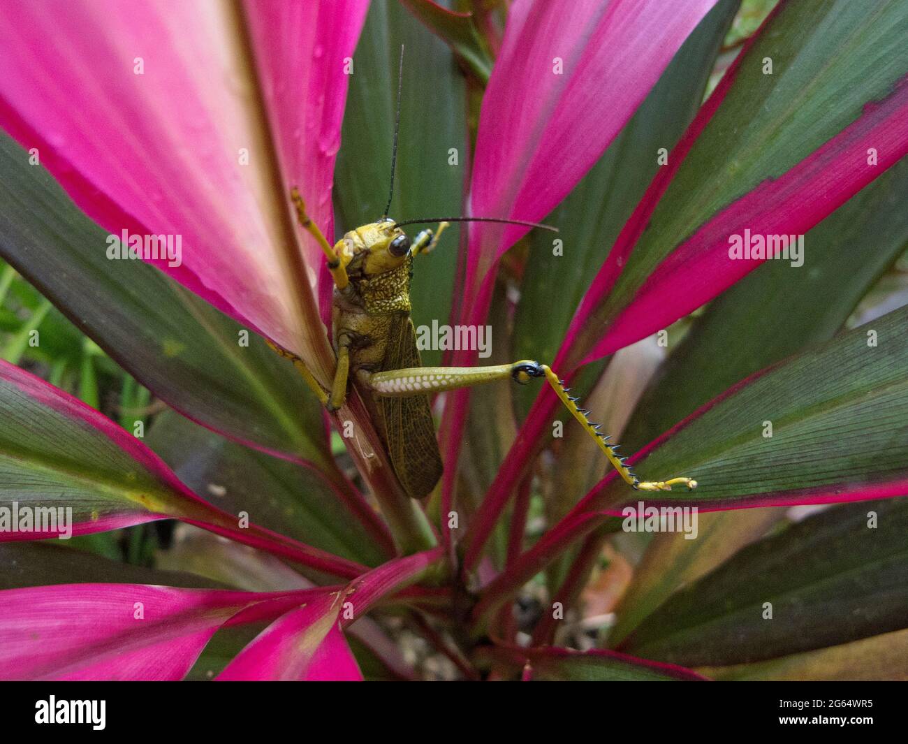 Il grillo, Tropidacris cristata, colpisce una posa difensiva. Foto Stock