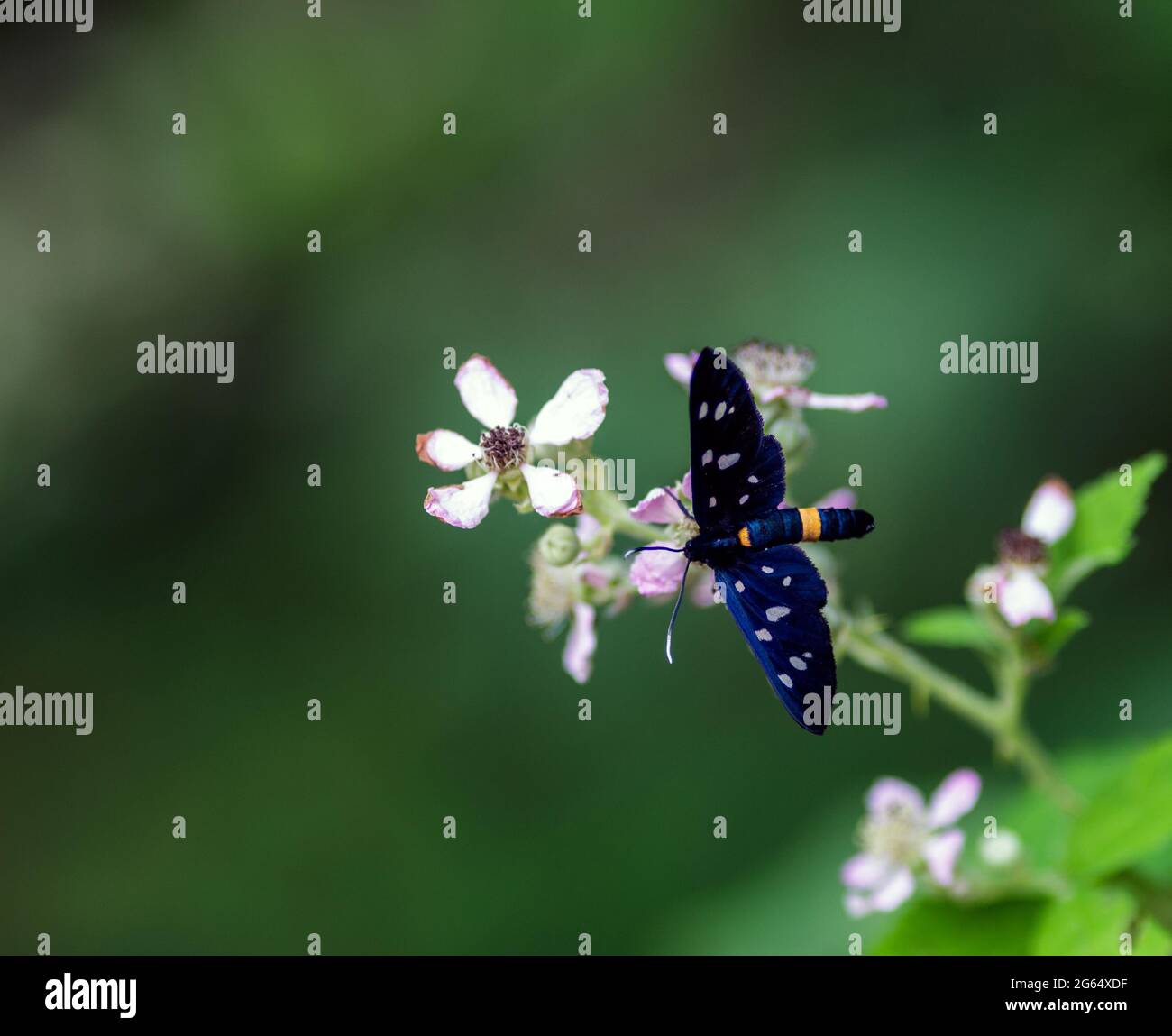 Un fagea di Amata Foto Stock