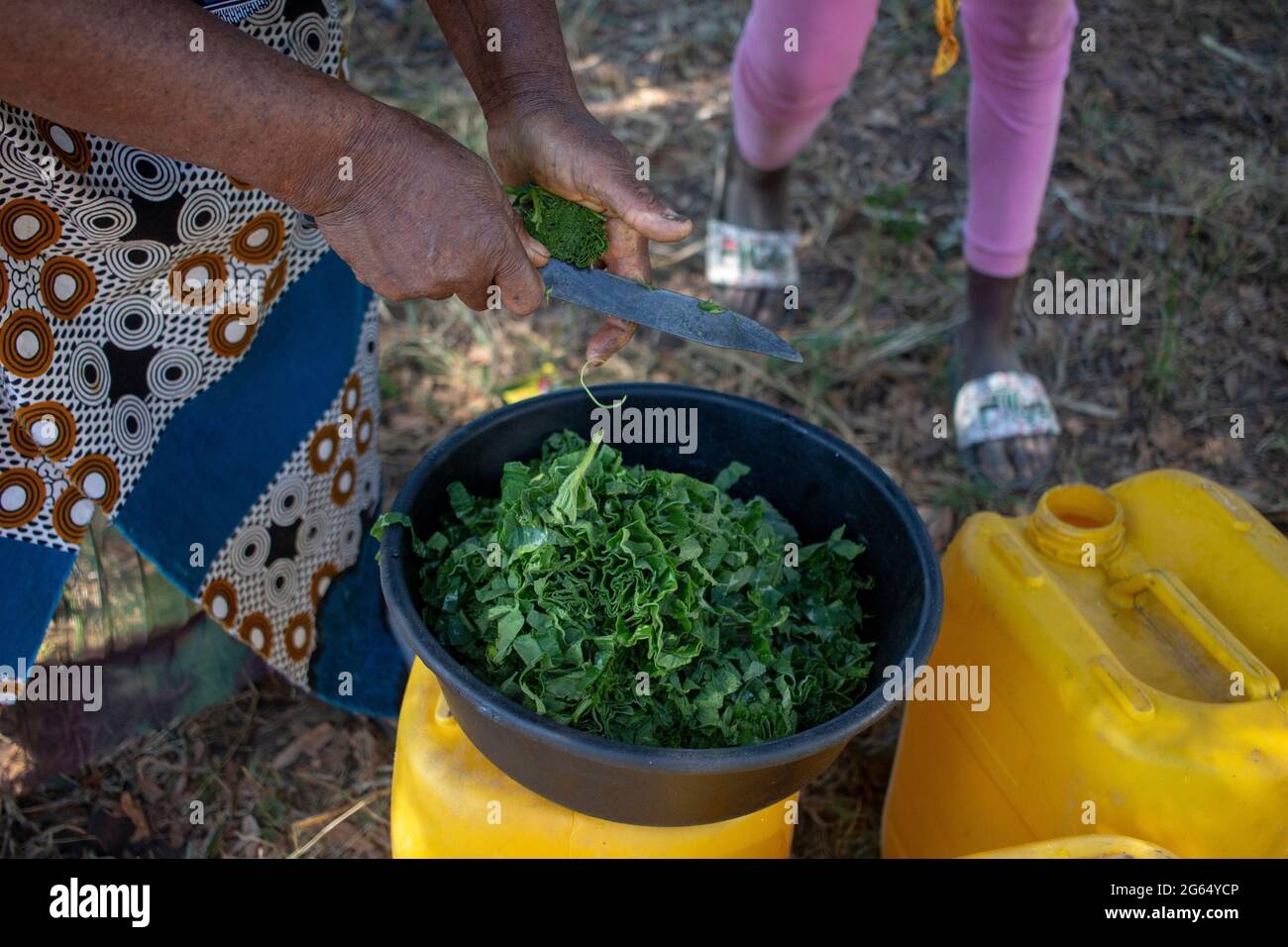 Donna africana tagliare foglie di zucca a strisce per preparare uno stufato di cibo di base noto come muboora in Zimbabwe Foto Stock