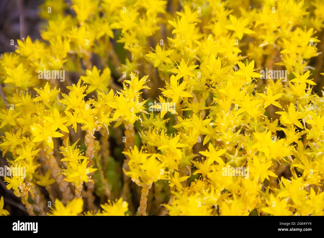 Texture con fiori gialli di pianta di sedum acro. Stonecrop. Goldmoss Primo piano su foto Foto Stock